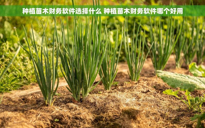 种植苗木财务软件选择什么 种植苗木财务软件哪个好用